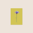 postcard - cornflower - collab zürich