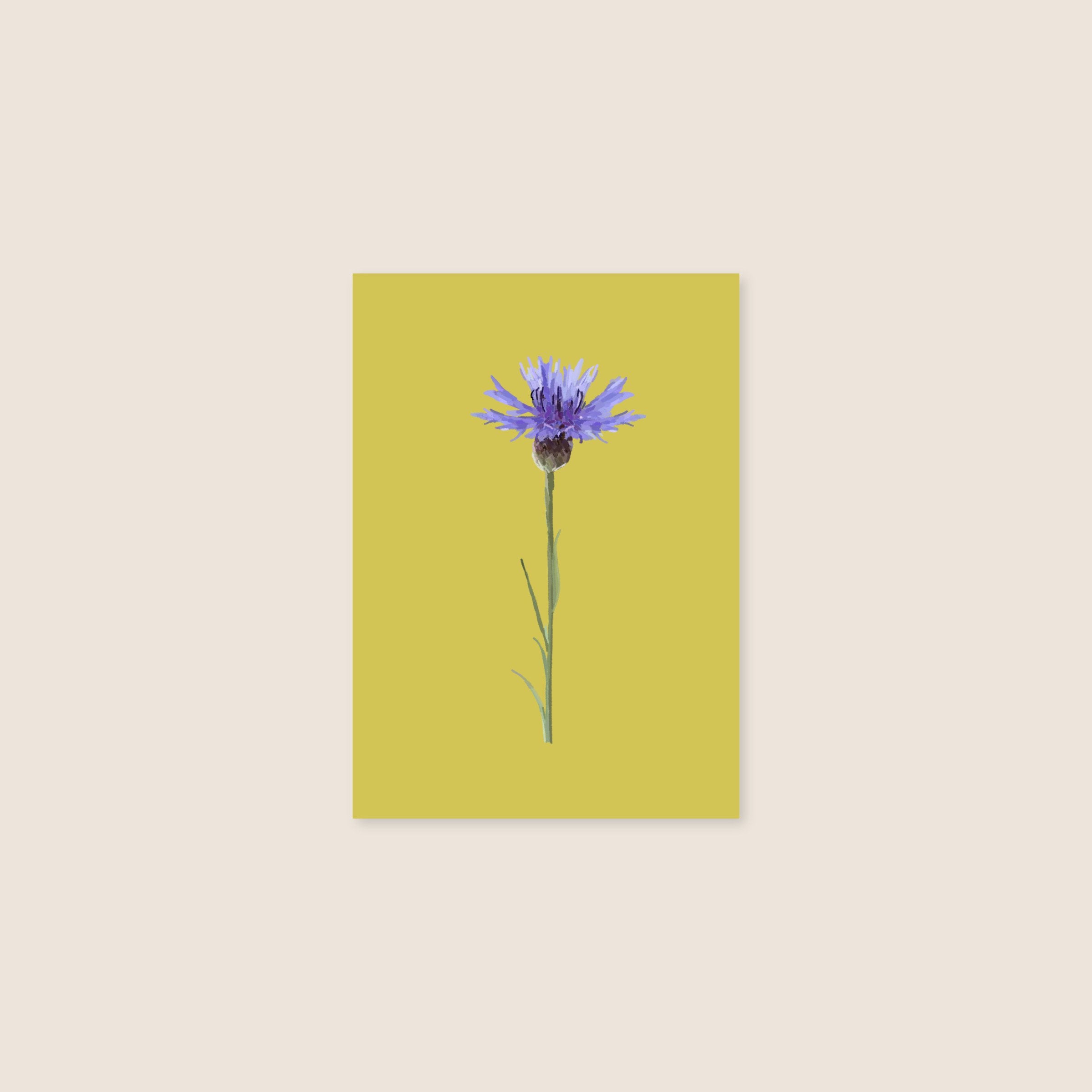 postcard - cornflower - collab zürich