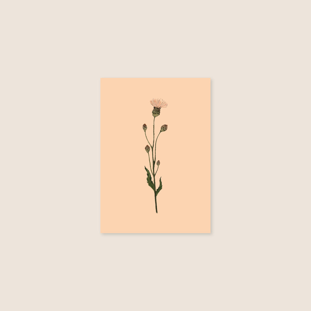 postcard - pink flower - collab zürich